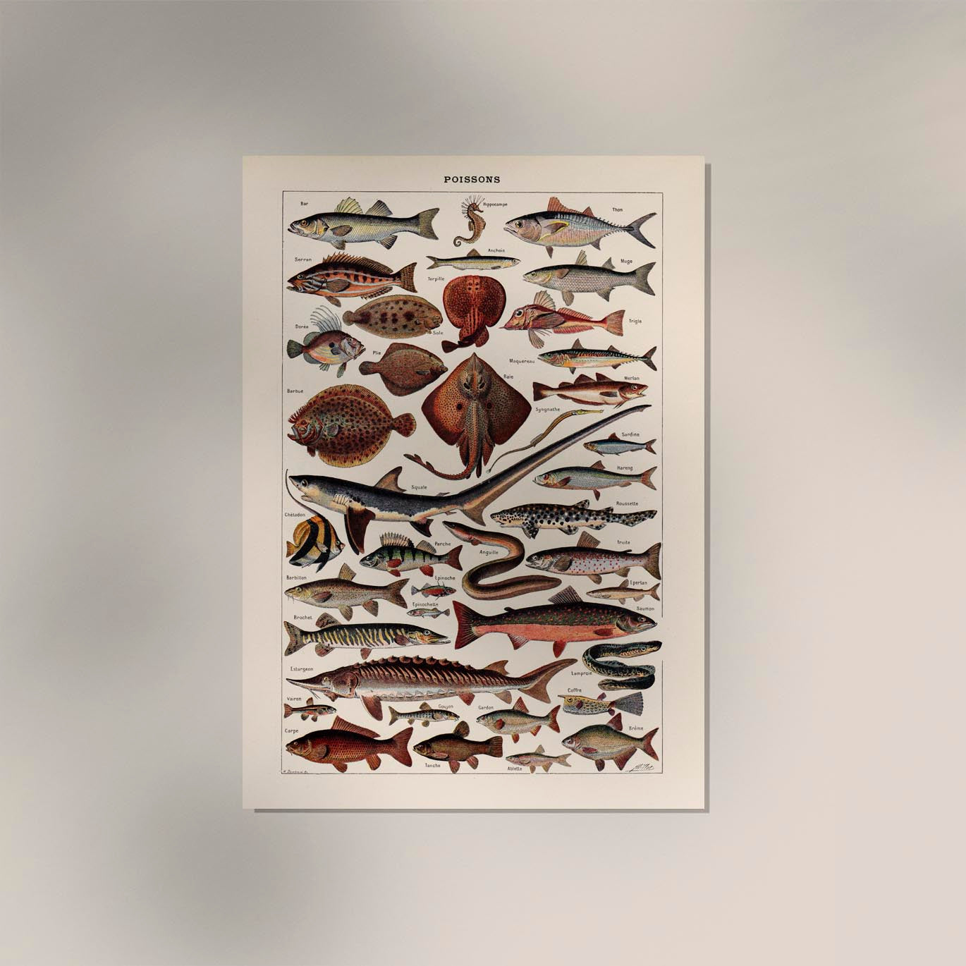 Poissons Fish Chart Poster