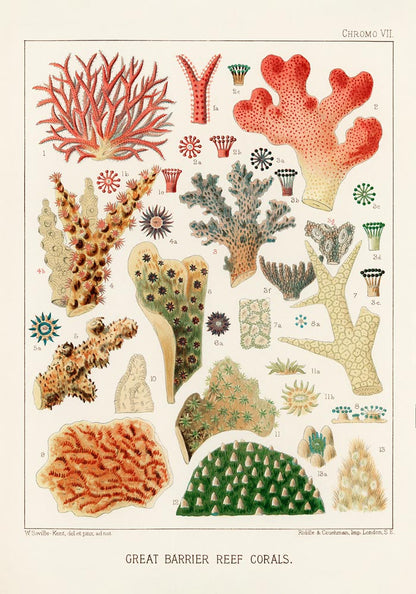 Great Barrier Reef Corals Nr 7