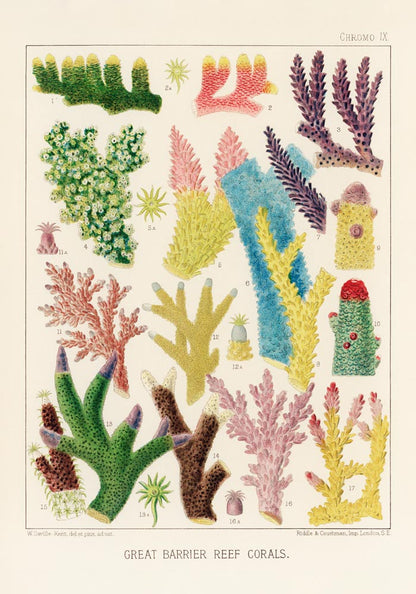 Great Barrier Reef Corals Nr 9