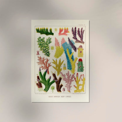 Great Barrier Reef Corals Nr 9