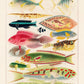 Great Barrier Reef Fishes Nr 16