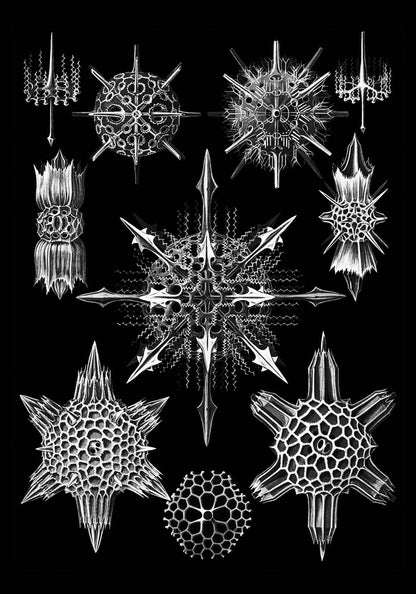 Ernst Haeckel Acanthophracta Poster