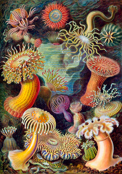 Anemones by Ernst Haeckel Poster