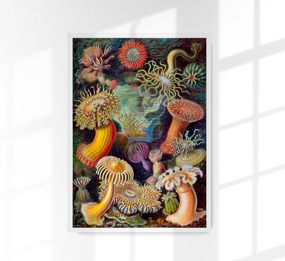 Anemones by Ernst Haeckel Poster