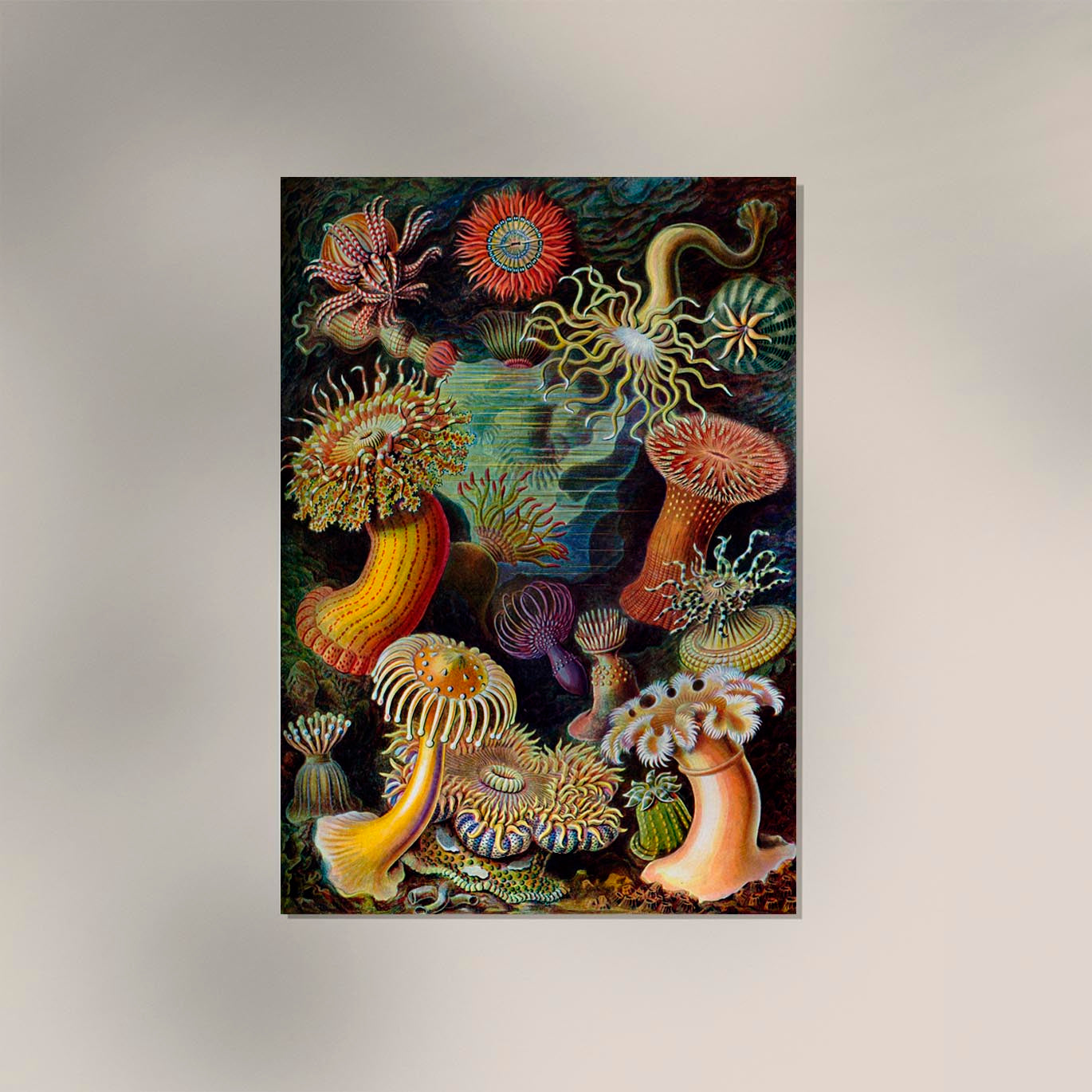 Anemones by Ernst Haeckel Poster