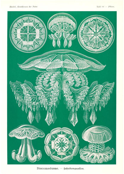 Discomedusae Green Jellyfish by Ernst Haeckel Poster with borders