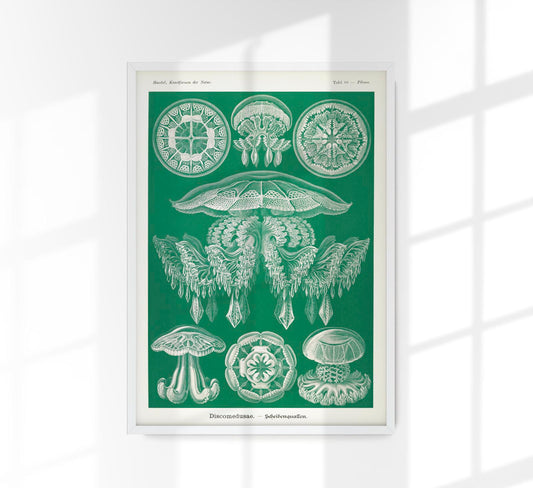 Discomedusae Green Jellyfish by Ernst Haeckel Poster with borders