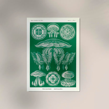 Discomedusae Green Jellyfish by Ernst Haeckel Poster with borders