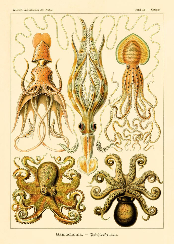 Gamochonia by Ernst Haeckel Poster