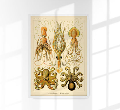 Gamochonia by Ernst Haeckel Poster