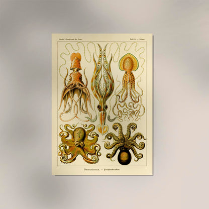 Gamochonia by Ernst Haeckel Poster