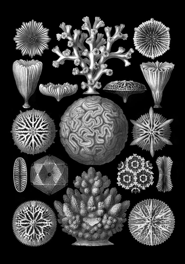 Hexacoralla by Haeckel Poster