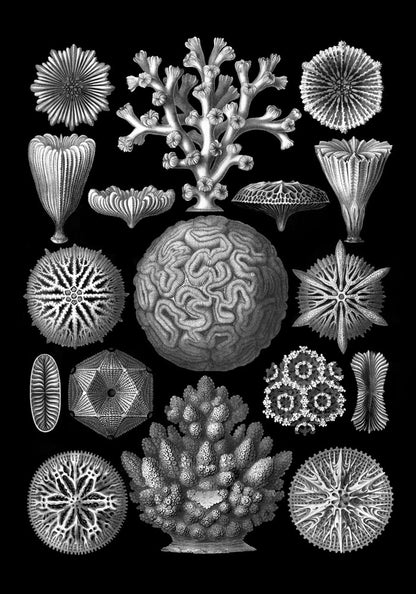 Hexacoralla by Haeckel Poster