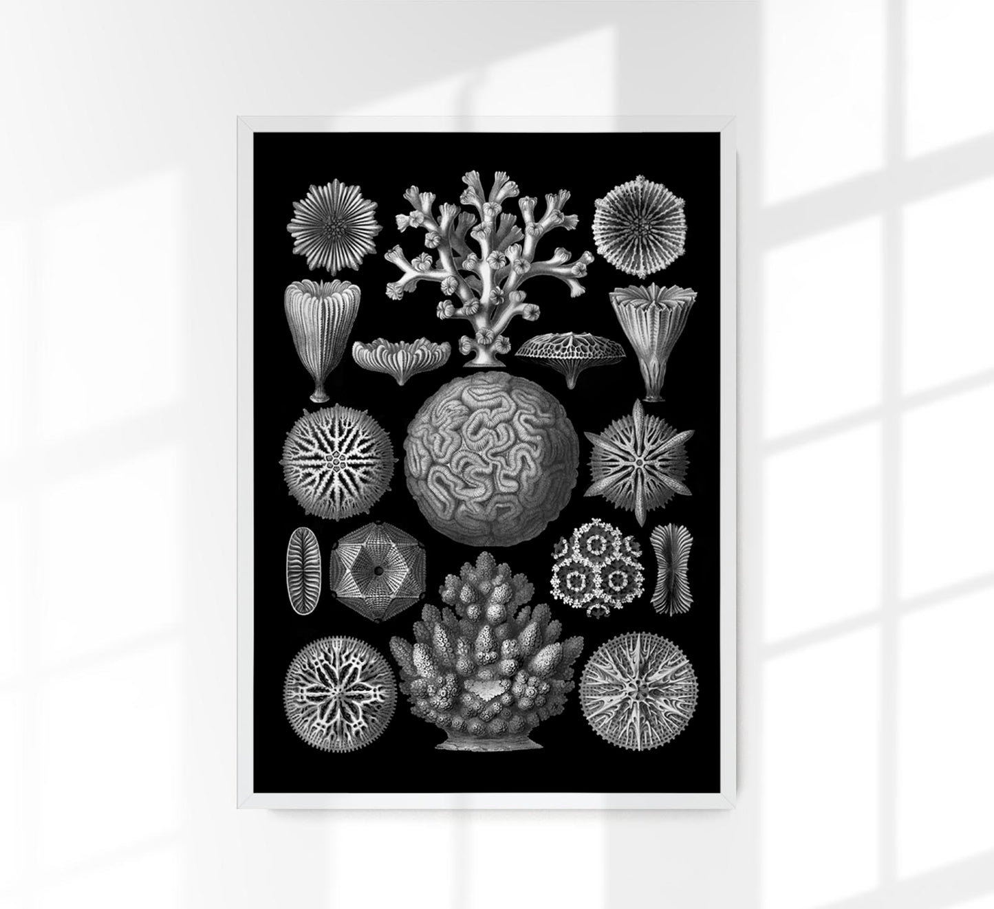 Hexacoralla by Haeckel Poster