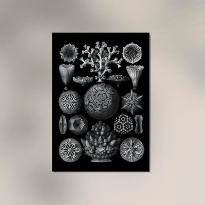 Hexacoralla by Haeckel Poster