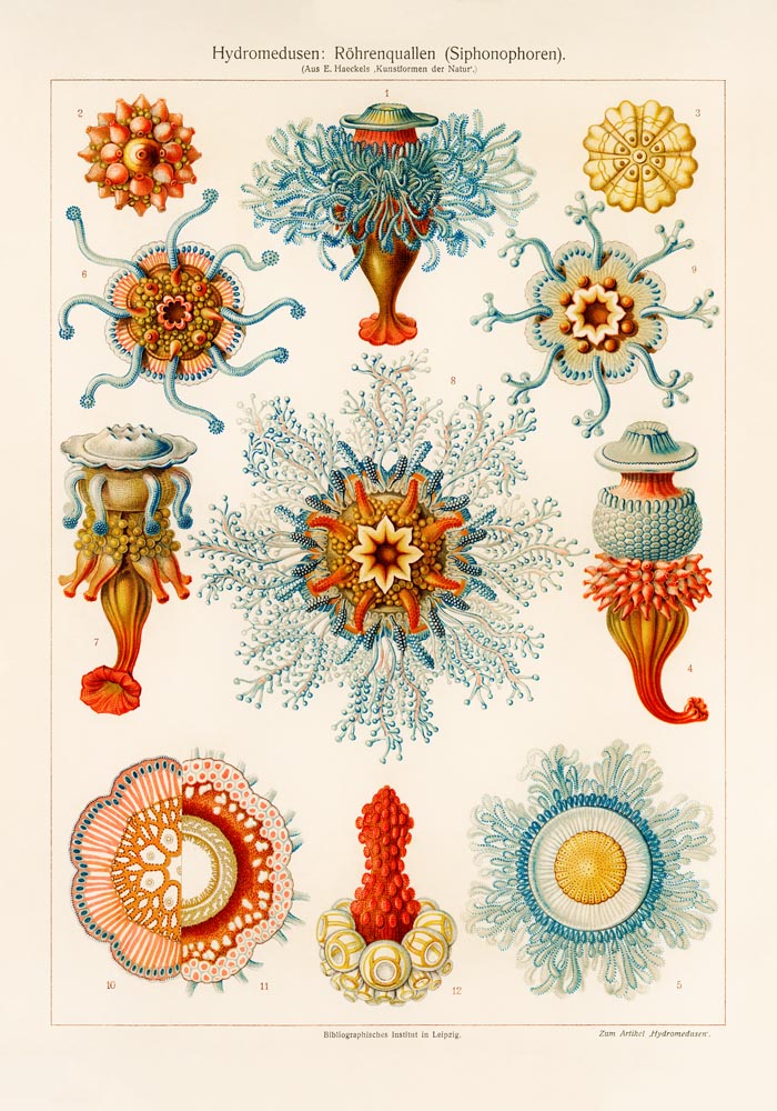 Ernest Haeckel Hydromedusen Roehrenquallen Poster