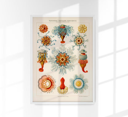 Ernest Haeckel Hydromedusen Roehrenquallen Poster