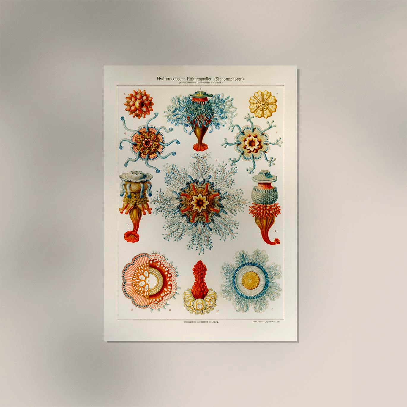 Ernest Haeckel Hydromedusen Roehrenquallen Poster