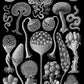 Mycetozoa by Ernest Haeckel Poster