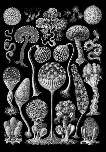 Mycetozoa by Ernest Haeckel Poster