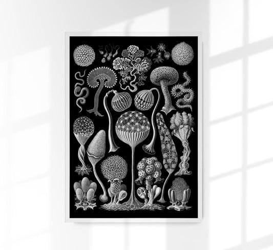 Mycetozoa by Ernest Haeckel Poster