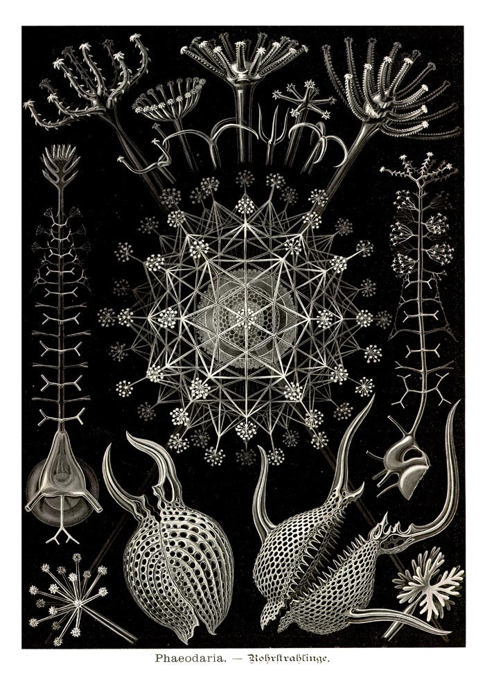 Phaeodaria by Ernest Haeckel Poster