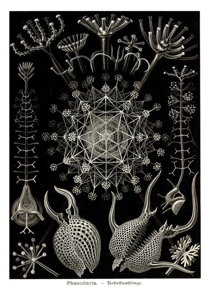 Phaeodaria by Ernest Haeckel Poster