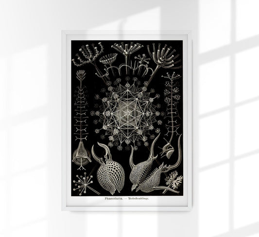 Phaeodaria by Ernest Haeckel Poster