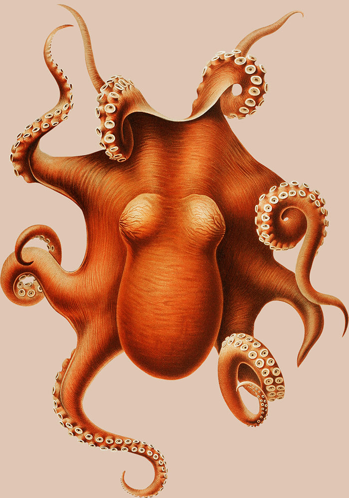 Beige Pulpo Squid Set of 2 Prints