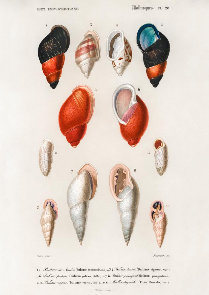 Shell Collection I