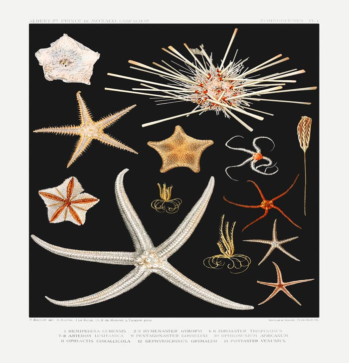 Starfish varieties Black Poster