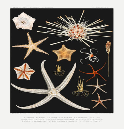 Starfish varieties Black Poster