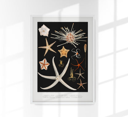 Starfish varieties Black Poster