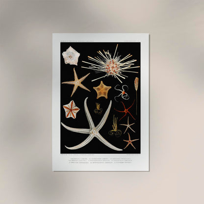 Starfish varieties Black Poster