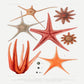 Starfish varieties set illustration Poster