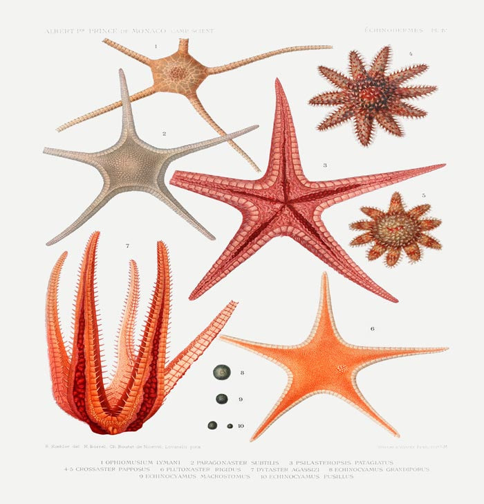 Starfish varieties set illustration Poster