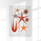 Starfish varieties set illustration Poster