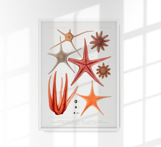 Starfish varieties set illustration Poster