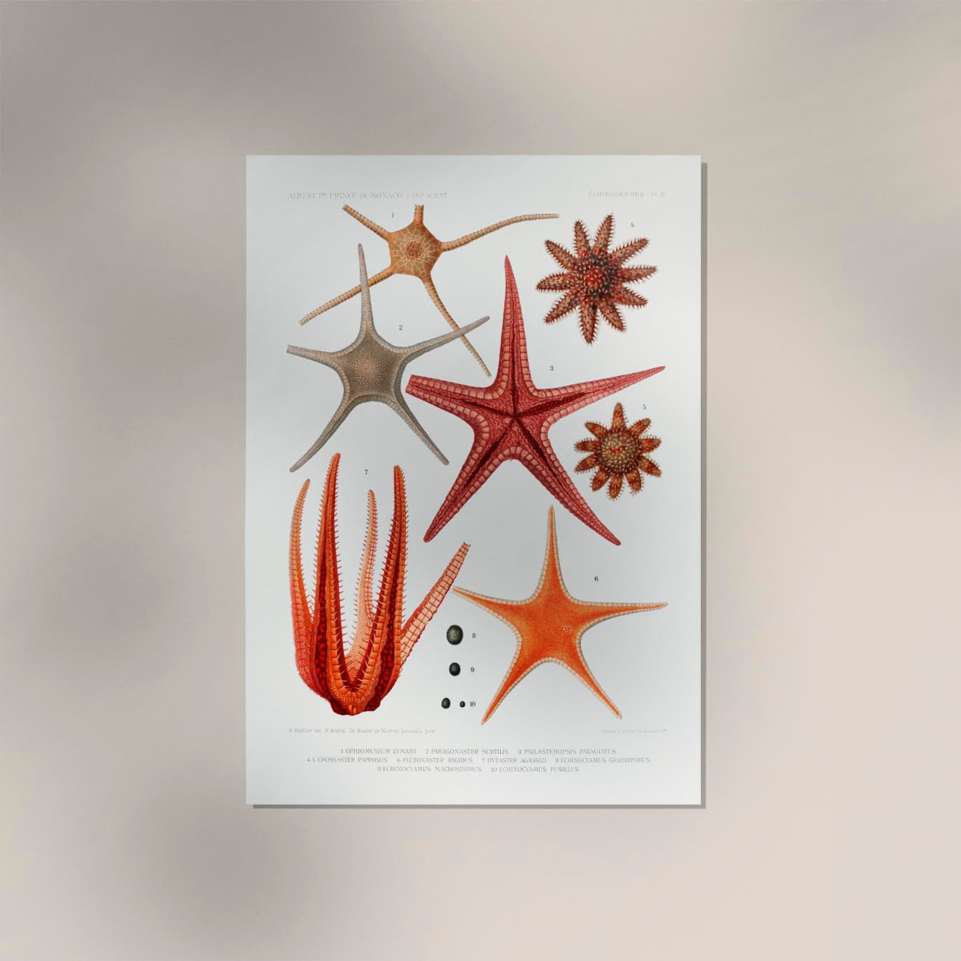 Starfish varieties set illustration Poster