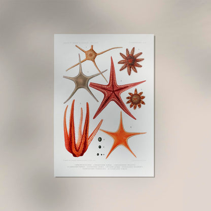 Starfish varieties set illustration Poster