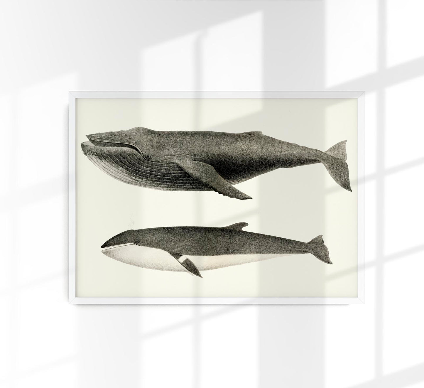 Whale White and Orca Poster