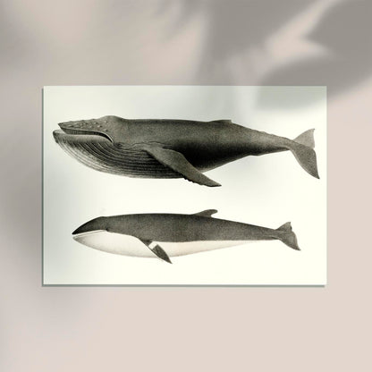 Whale White and Orca Poster