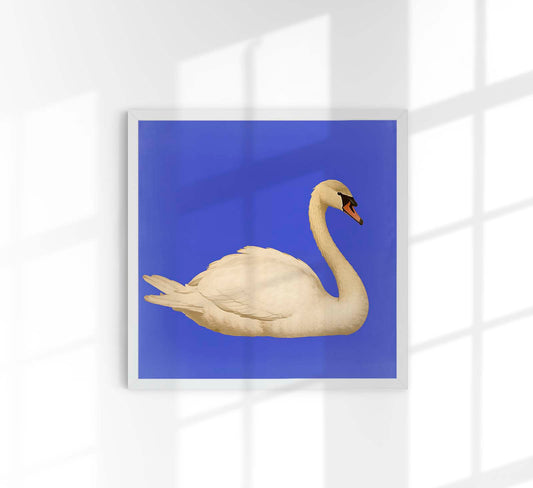 White Swan in Cyan Squared Print