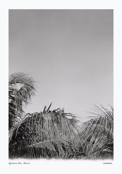 Sale: Tropical Trees Mexico Poster by Cannanas - S Size Fine Art Print