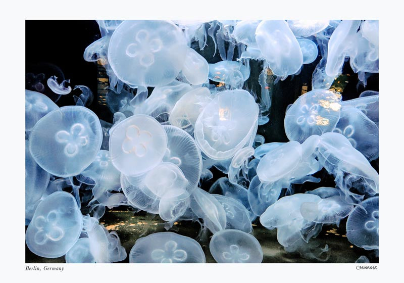 Sale: Jellyfish in Berlin by Cannanas - S Size Fine Art Print