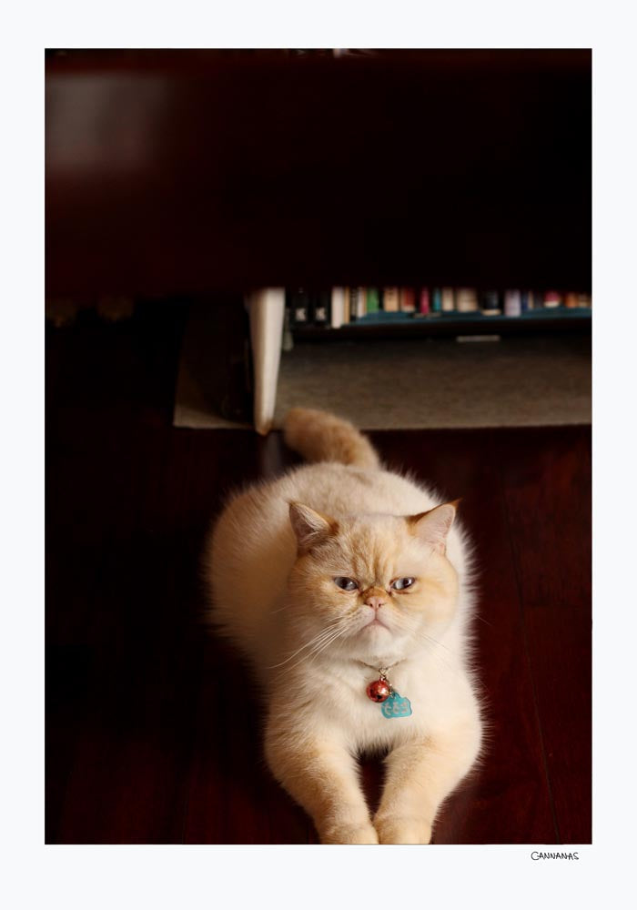 Cat of Kyoto by Cannanas