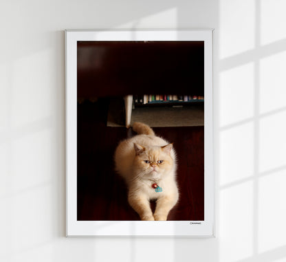 Cat of Kyoto by Cannanas