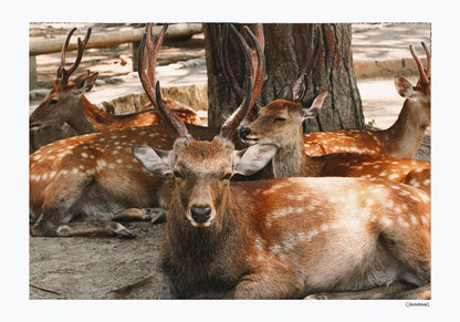 Nara, Japan by Cannanas