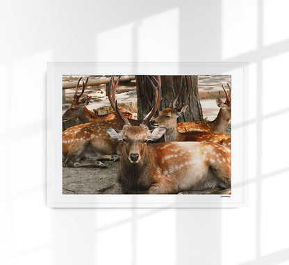 Nara, Japan by Cannanas