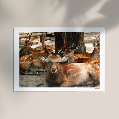 Nara, Japan by Cannanas